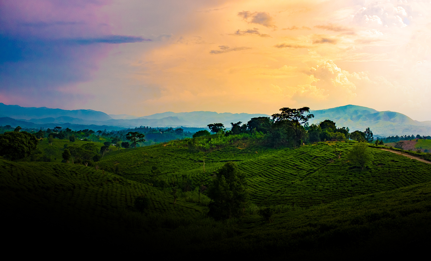 Known as the land of a thousand hills, Rwanda’s stunning scenery and warm, friendly people offer unique experiences in one of the most remarkable countries in the world.